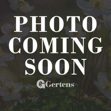 Anemone, Thimbleweed 'Minnesota Native'