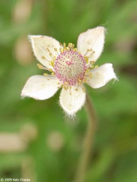 Anemone, Thimbleweed 'Minnesota Native'