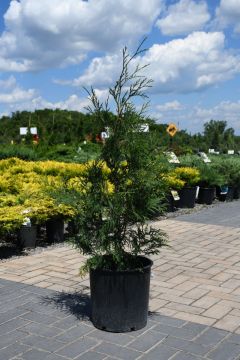 Thuja, Arborvitae 'American Pillar'