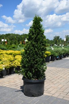 Thuja, Arborvitae 'DeGroot's Spire'