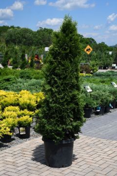 Thuja, Arborvitae 'Emerald Green'
