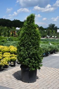 Thuja, Arborvitae 'Emerald Green' (Large Sizes)