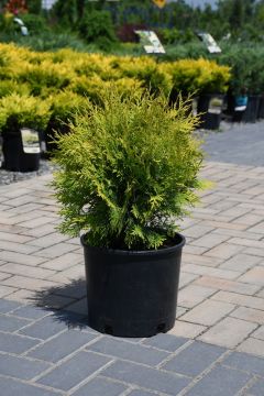 Thuja, Arborvitae 'Golden Globe'