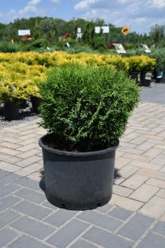 Thuja, Arborvitae 'Hetz Midget'