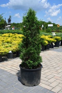 Thuja, Arborvitae 'Holmstrup'