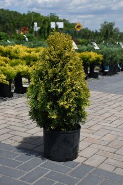 Thuja, Arborvitae 'Jantar'