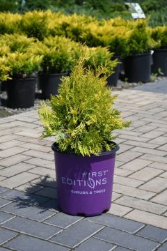 Thuja, Arborvitae 'First Editions® Lemon Burst™'