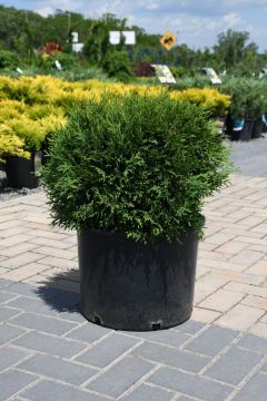 Thuja, Arborvitae 'Little Giant'