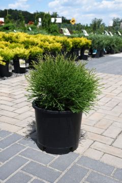 Thuja, Arborvitae 'Mr. Bowling Ball®'