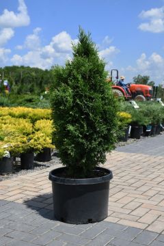 Thuja, Arborvitae 'North Pole®'