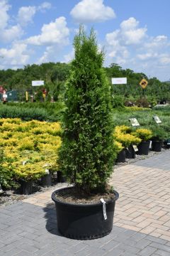 Thuja, Arborvitae 'North Pole®' (Large Sizes)