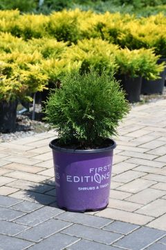 Thuja, Arborvitae 'First Editions® Planet Earth™'