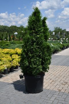 Thuja, Arborvitae 'Pyramidal' (Large Sizes)
