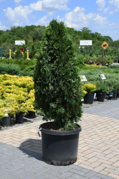 Thuja, Arborvitae 'Rushmore' (Large Sizes)