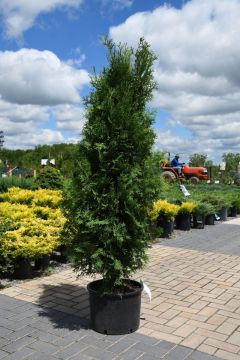 Thuja, Arborvitae 'Rushmore'