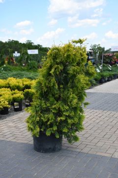 Thuja, Arborvitae 'Sunkist'