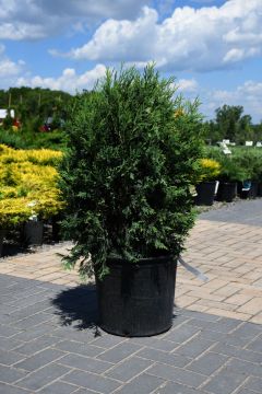 Thuja, Arborvitae 'First Editions® Technito®'