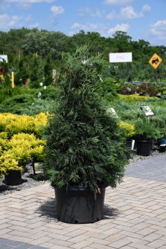 Thuja, Arborvitae 'Techny'