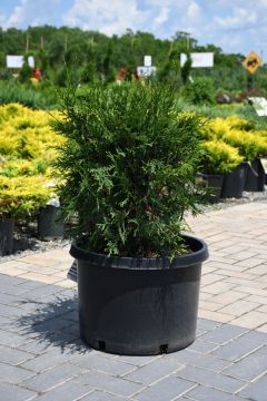 Thuja, Arborvitae 'Techny Globe'