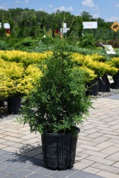 Thuja, Arborvitae 'White Cedar'