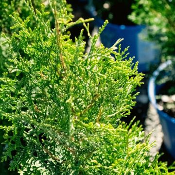 Thuja, Arborvitae 'Private Jet™'