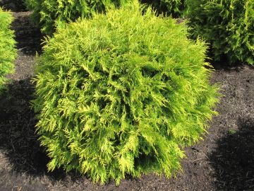 Thuja, Arborvitae 'Golden Globe'