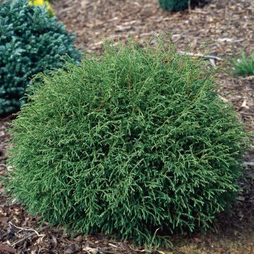 Thuja, Arborvitae 'Mr. Bowling Ball®'