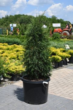 Thuja, Arborvitae 'Techny' (Large Sizes)