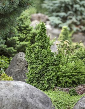 Thuja, Arborvitae 'Primo®'