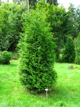 Thuja, Arborvitae 'White Cedar'