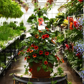 Thunbergia, Clock Vine 'Brownie' Hanging Basket