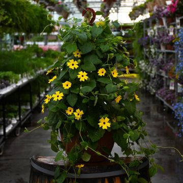 Thunbergia, Clock Vine 'Black-Eyed Susan' Hanging Basket