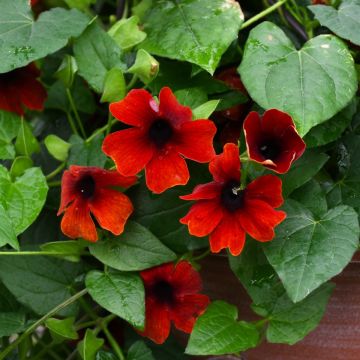 Thunbergia, Clock Vine 'Brownie' 