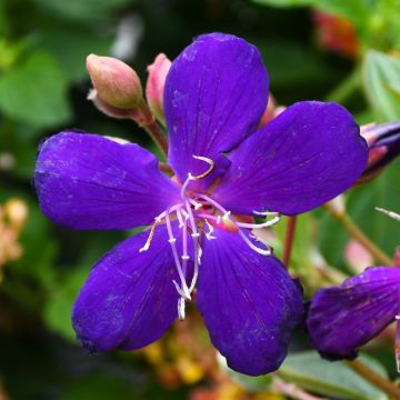 Tibouchina