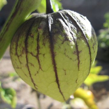 Tomato, Tomatillo 'Tamayo'