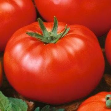 Tomato (Pole), Heirloom 'Beefsteak'