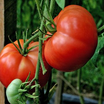 Solanum, Pole Tomato 'Big Boy'