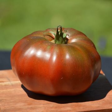 Solanum, Pole Tomato 'Black Krim Heirloom'
