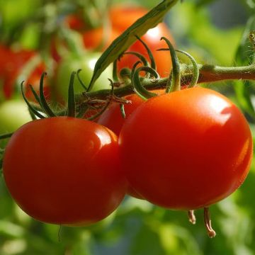 Solanum, Bush Tomato 'Celebrity'