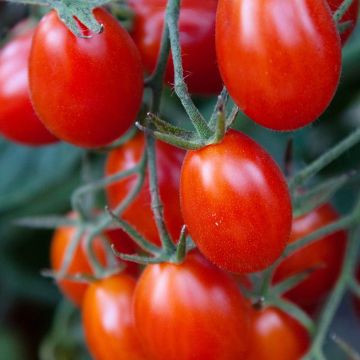 Solanum, Pole Tomato 'Grape Juliet'