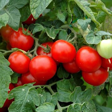 Solanum, Pole Tomato 'Cherry Husky Red'
