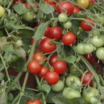 Solanum, Bush Tomato 'Red Profusion'
