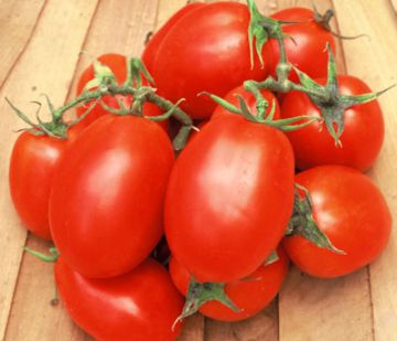 Solanum, Bush Tomato 'Roma'