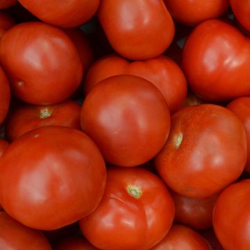 Solanum, Pole Tomato 'Super Fantastic'