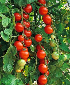 Solanum, Pole Tomato 'Super Sweet 100'