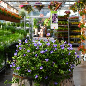 Torenia, Summer Wave® 'Blue' Hanging Basket