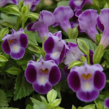 Torenia, Summer Wave® 'Blue'