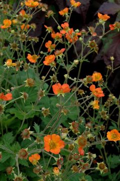 Geum, Hybrid 'Totally Tangerine'