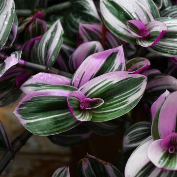 Spiderwort, Tradescantia 'Nanouk'