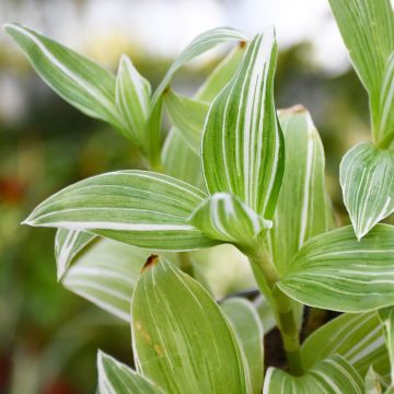 Tradescantia Albiflora 'Pistachio White'